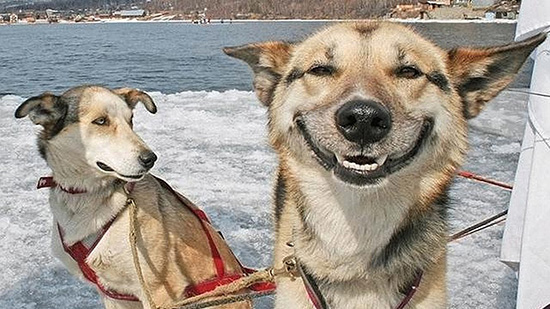 winners are grinners - why dont mlm leads companies give refunds